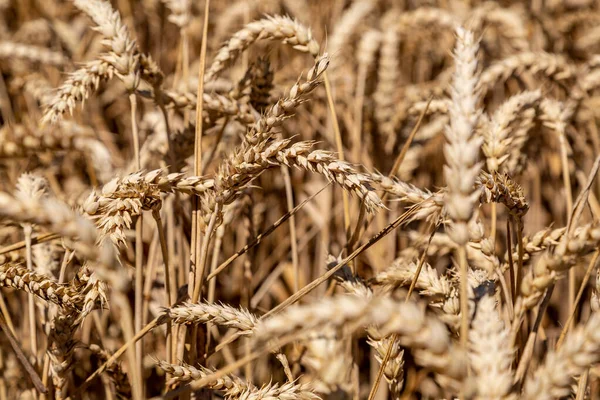 Крупним Планом Знімок Пшениці Полі Яскравому Сонячному Світлі — стокове фото