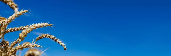Пшениця Яскравому Сонячному Світлі Блакитним Небом — стокове фото