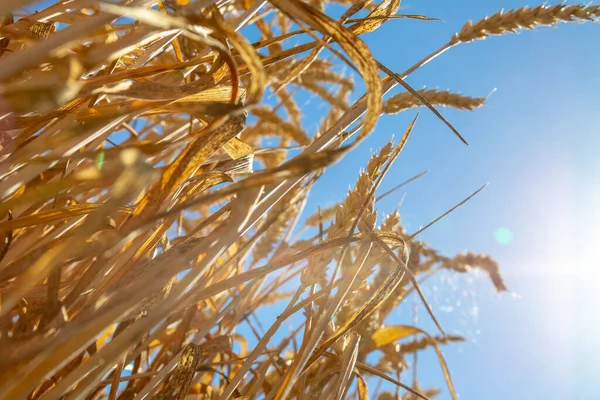 Крупним Планом Знімок Пшениці Полі Яскравому Сонячному Світлі Блакитним Небом — стокове фото