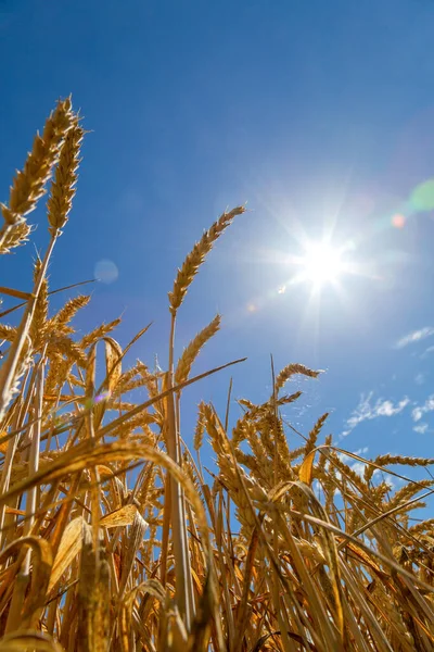 Крупним Планом Знімок Пшениці Полі Яскравому Сонячному Світлі Блакитним Небом — стокове фото
