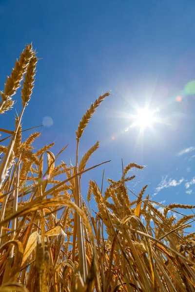 Close Tiro Trigo Campo Luz Solar Brilhante Com Céu Azul — Fotografia de Stock