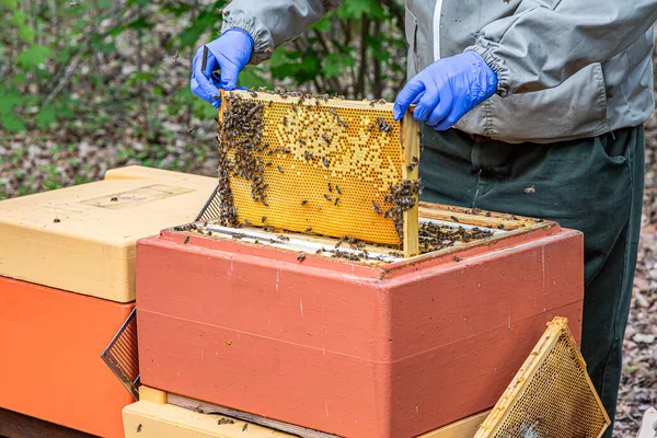 Hände Handschuhen Mit Honig Aus Dem Bienenstock — Stockfoto