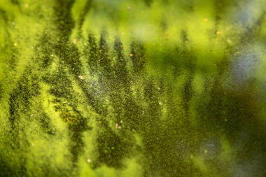 Mavi-yeşil algler, bir su kütlesi içinde, banyo yapmak yasaktır.