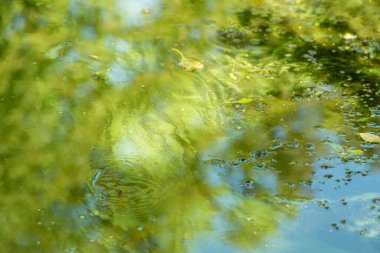 Mavi-yeşil algler, bir su kütlesi içinde, banyo yapmak yasaktır.