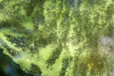 Mavi-yeşil algler, bir su kütlesi içinde, banyo yapmak yasaktır.