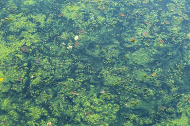 Blue-green algae in a body of water, bathing prohibited clipart