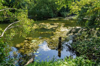 Mavi-yeşil algler, bir su kütlesi içinde, banyo yapmak yasaktır.