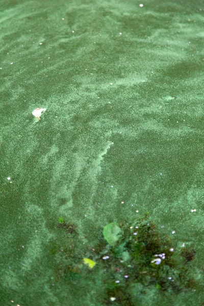 Algas Color Verde Azulado Una Masa Agua Prohibido Bañarse —  Fotos de Stock