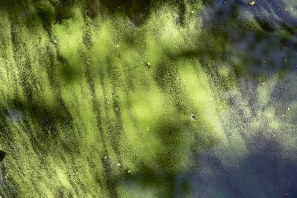 Blauw Groene Algen Een Waterlichaam Zwemmen Verboden — Stockfoto