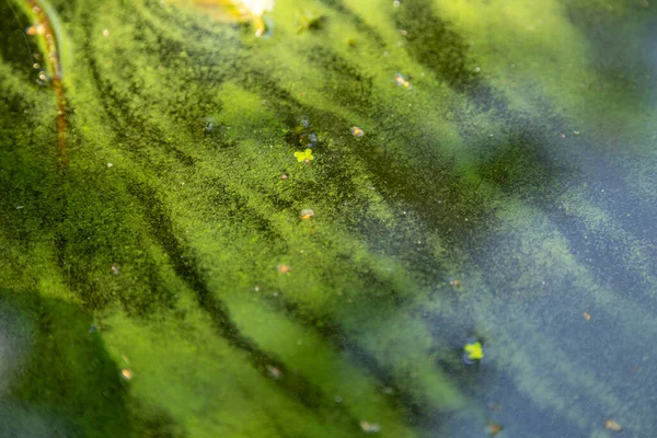 Algues Bleu Vert Dans Plan Eau Baignade Interdite — Photo