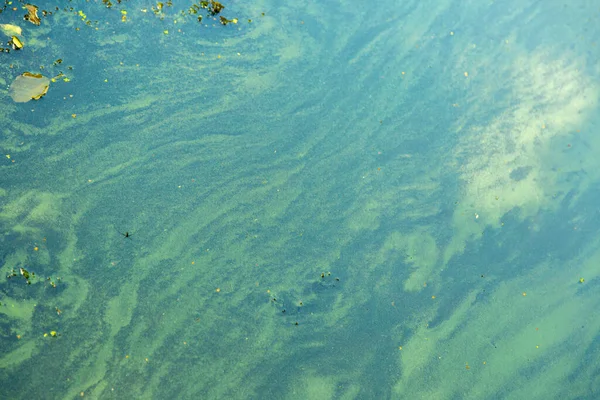Blauw Groene Algen Een Waterlichaam Zwemmen Verboden — Stockfoto