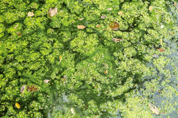 Blauw Groene Algen Een Waterlichaam Zwemmen Verboden — Stockfoto