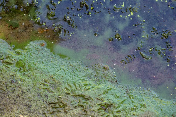 Blauw Groene Algen Een Waterlichaam Zwemmen Verboden — Stockfoto