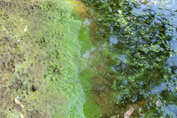 Algas Verde Azuladas Numa Massa Água Banhos Proibidos — Fotografia de Stock