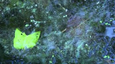 Mavi-yeşil algler, bir su kütlesi içinde, banyo yapmak yasaktır.