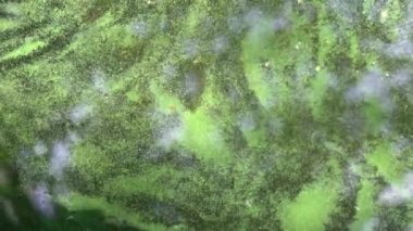 Mavi-yeşil algler, bir su kütlesi içinde, banyo yapmak yasaktır.