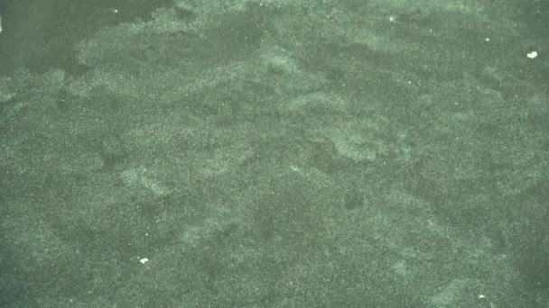 Algas Color Verde Azulado Una Masa Agua Prohibido Bañarse — Vídeo de stock