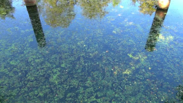 Algues Bleu Vert Dans Plan Eau Baignade Interdite — Video