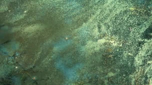 Algas Color Verde Azulado Una Masa Agua Prohibido Bañarse — Vídeos de Stock