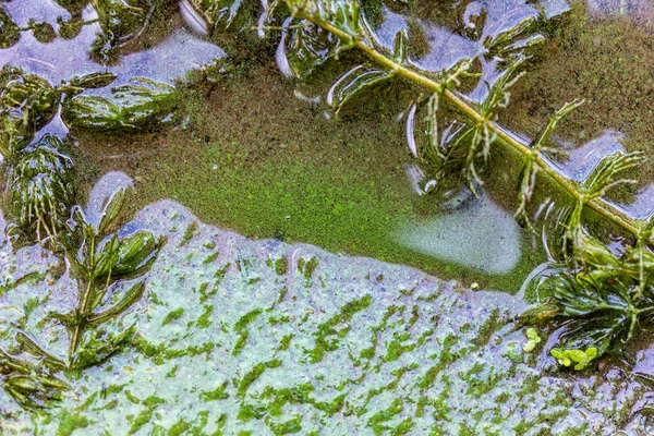 Algas Verde Azuladas Numa Massa Água Banhos Proibidos — Fotografia de Stock