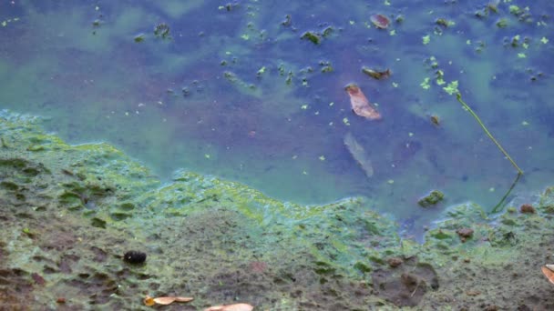 Algues Bleu Vert Dans Plan Eau Baignade Interdite — Video