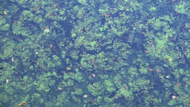 Blauw Groene Algen Een Waterlichaam Zwemmen Verboden — Stockvideo