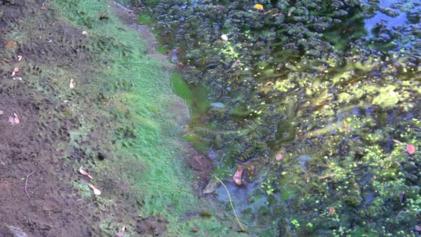 Algas Verde Azuladas Numa Massa Água Banhos Proibidos — Vídeo de Stock