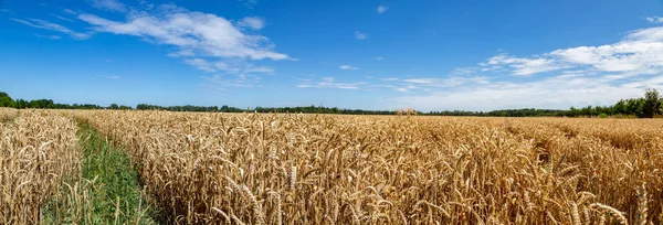 Festői Kilátás Nyílik Búzamezőre Madárfényben — Stock Fotó