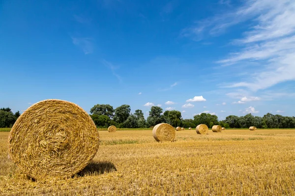 Egy Mező Sok Szalmabálával Kék Égbolttal — Stock Fotó