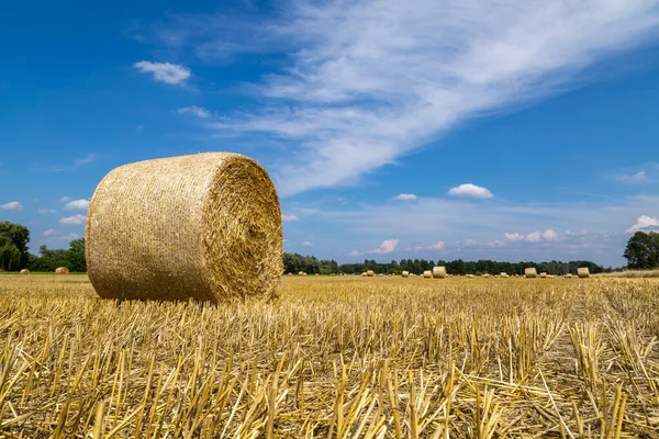 Egy Mező Sok Szalmabálával Kék Égbolttal — Stock Fotó