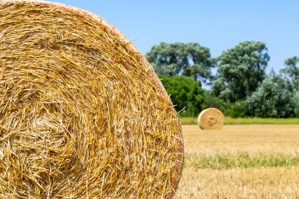 Egy Mező Sok Szalmabálával Kék Égbolttal — Stock Fotó