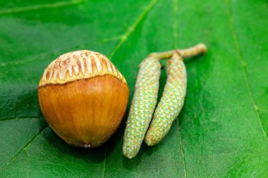 Fındık (Türk fındığı veya Bizans fındığı veya Corylus colurna)