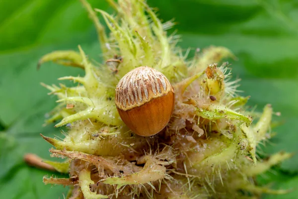 Une Noisette Noisette Turque Noisette Byzantine Corylus Colurna — Photo