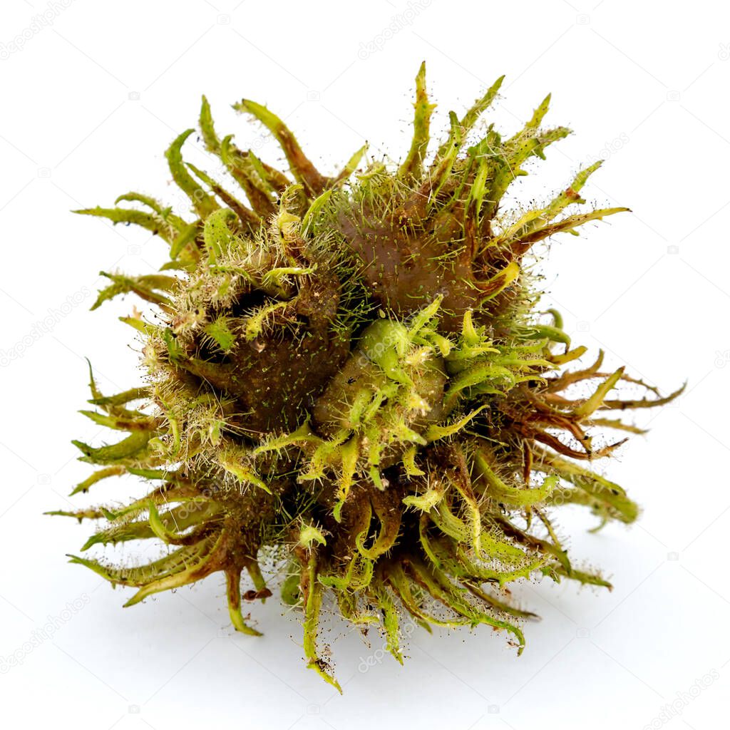 a hazelnut (Turkish hazelnut or Byzantine hazel or Corylus colurna)