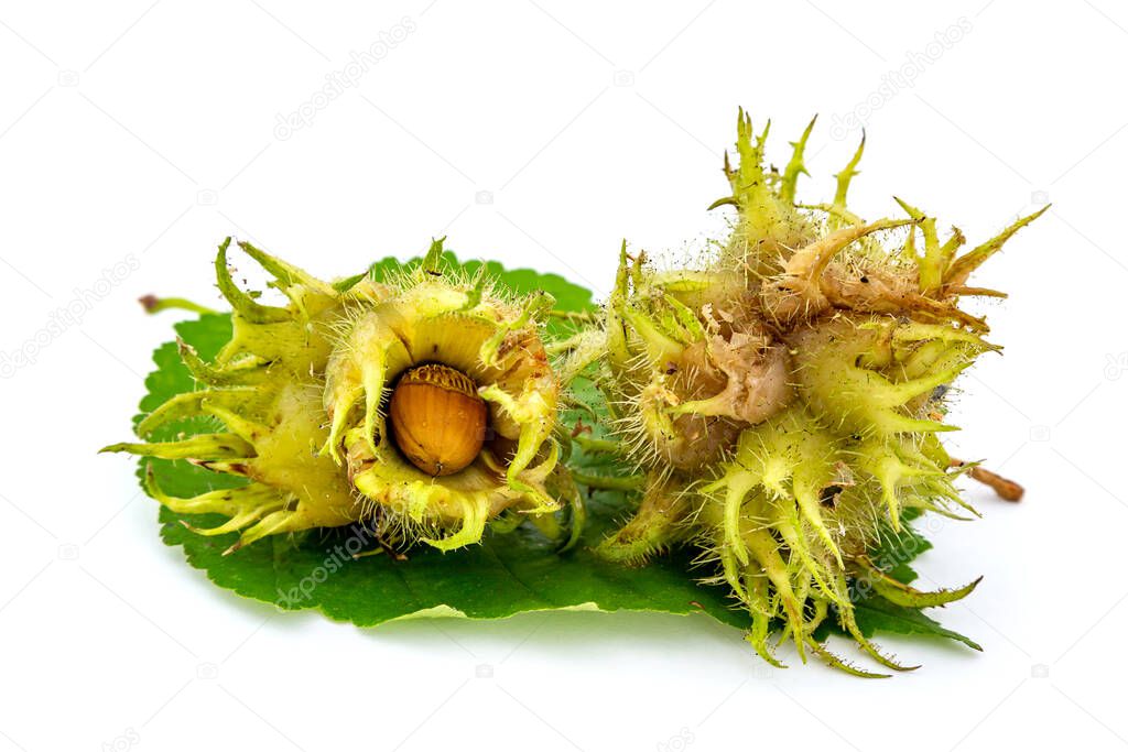 a hazelnut (Turkish hazelnut or Byzantine hazel or Corylus colurna)