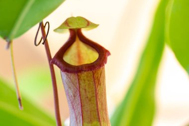 Böcekleri yakalamak için açık kapaklı bir sürahi bitkisi.