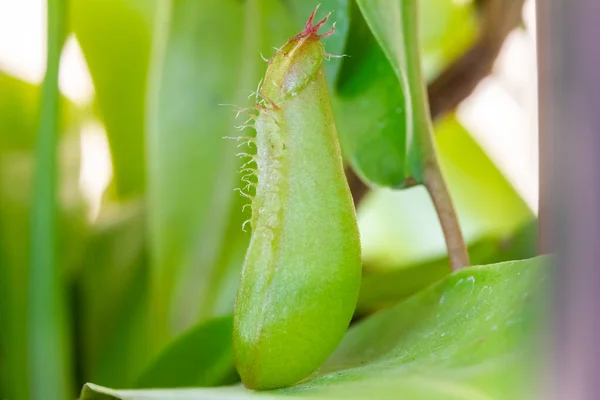 Une Plante Pichet Avec Couvercle Fermé — Photo