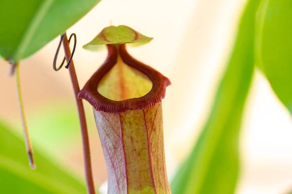 Pitcher Plant Open Lid Catch Insects — Stock Photo, Image