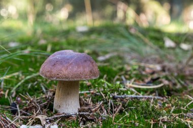 Ormanda yosunlarla çevrili bir mantar.