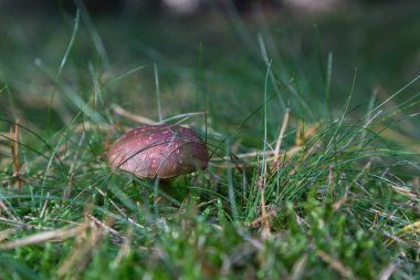 Ormanda yosunlarla çevrili bir mantar.