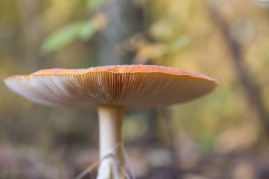 Ormanda bir sineklik.