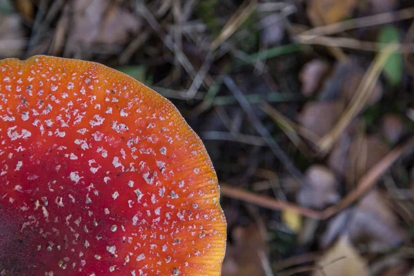 Ormanda bir sineklik.