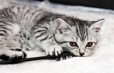 Şirin bir kedi (İngiliz Shorthair kedisi))