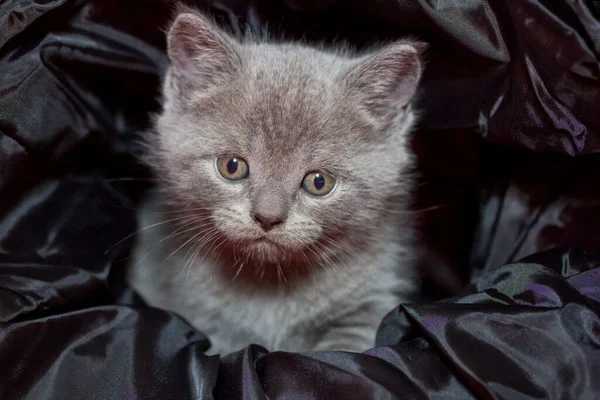 Cute Cat British Shorthair Cat — Stock Photo, Image