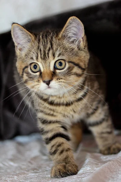 Cute Cat British Shorthair Cat — Stock Photo, Image