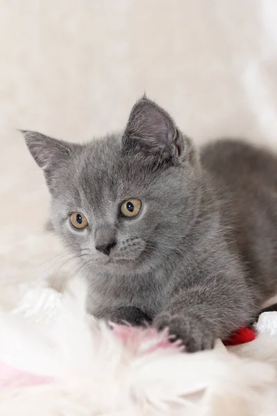 Cute Cat British Shorthair Cat — Stock Photo, Image