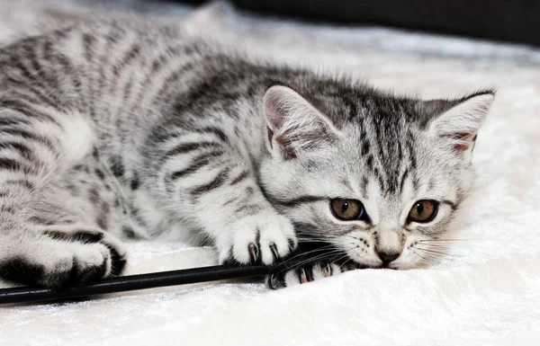 Cute Cat British Shorthair Cat — Stock Photo, Image