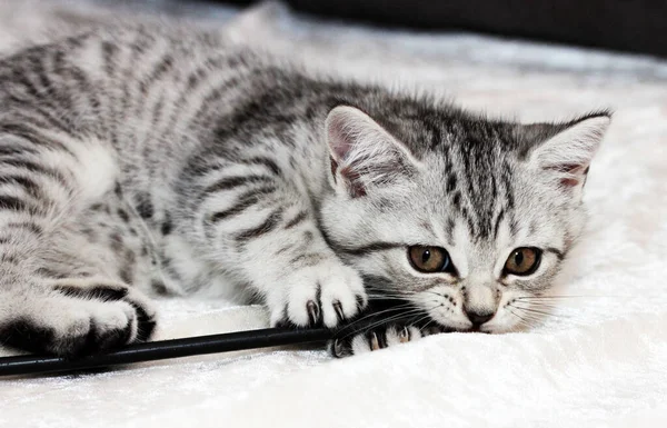 Şirin bir kedi (İngiliz Shorthair kedisi))
