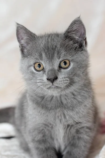 可爱的猫 英国山猫 — 图库照片