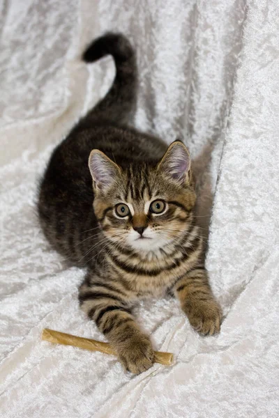 Cute Cat British Shorthair Cat — Stock Photo, Image